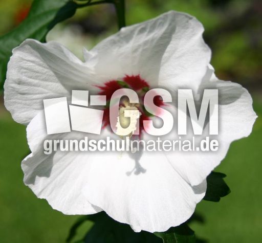 Hibiskus-weiss.jpg